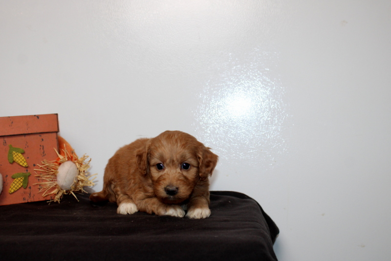 puppy, for, sale, Mini Goldendoodle F2B, Matthew B. Stoltzfus, dog, breeder, Gap, PA, dog-breeder, puppy-for-sale, forsale, nearby, find, puppyfind, locator, puppylocator, aca